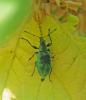 Phyllobius pomaceus